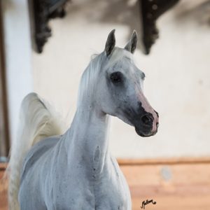 BAIDA_1259