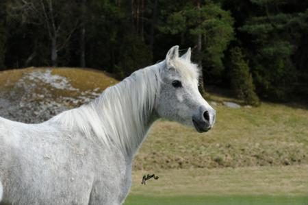 Basetla7_450x299
