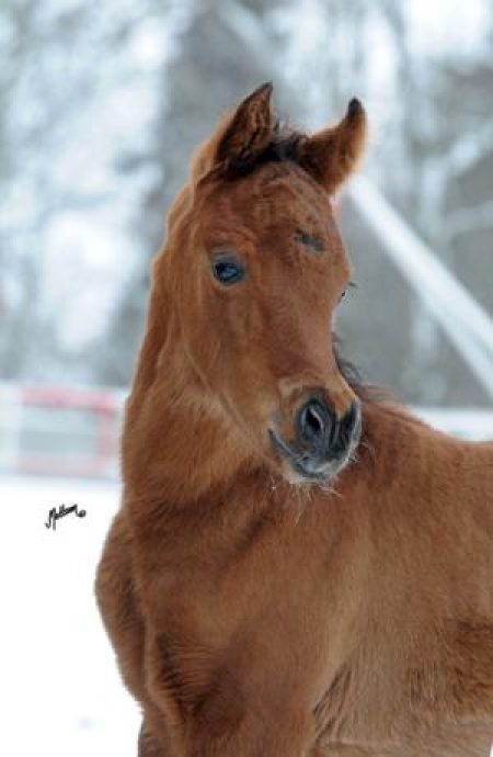 Eunora_colt8666_300x460