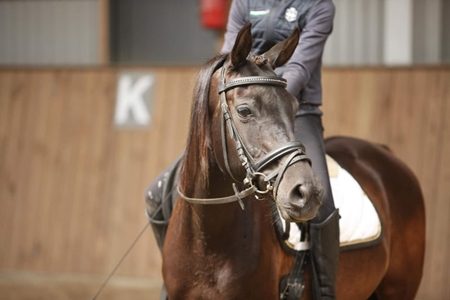 KHALIDA_w450rider