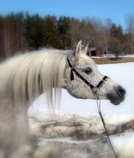 Migotcha11_320x377