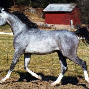 PoemFotoNina151