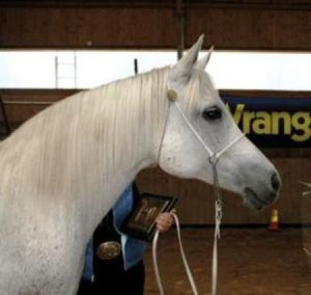 Sheba_300x284